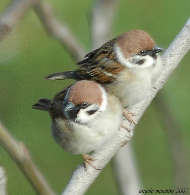 Passera mattugia Passer montanus -  Si discute di Ploceidae.